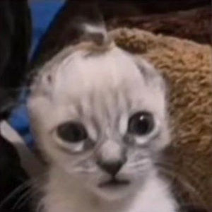 Meet your Posher, Bren